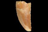 Serrated, Raptor Tooth - Real Dinosaur Tooth #176172-1